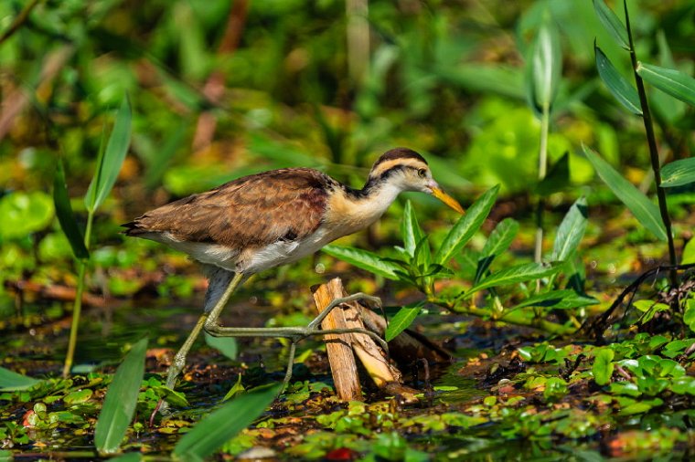 017 Tortuguero, jacana.jpg